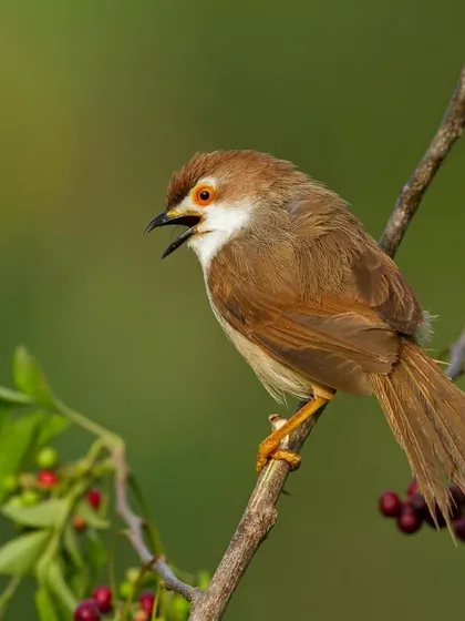 A Yellow-eyed Babbler calls from a branch laden with berries, its white eye-ring giving it a perpetually surprised look.