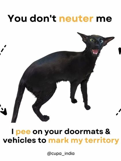 Cupa - Spay/Neuter & Animal Birth Control Join the Solution: Be a Responsible Animal Lover photo 6