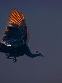 Nature & Wildlife Photography