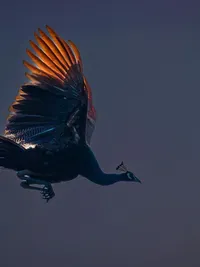 Nature & Wildlife Photography