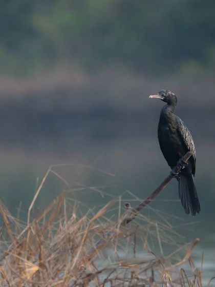 A lone Little Cormorant basking on a beautiful morning in a Navi Mumbai wetland. This image represents the importance of our wetland habitats.
