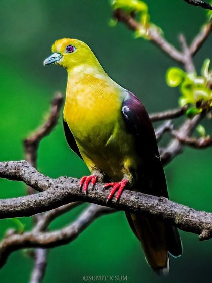 A Wedge-tailed Green Pigeon, a beautiful species found in the woodlands of the Indian subcontinent. Its mournful call is as distinctive as its colourful plumage.