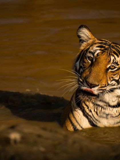 A tiger seeking relief from the heat is a classic jungle scene. This series from Kabini shows the Magge female enjoying a summer evening in a waterhole, the golden light catching her fur beautifully.