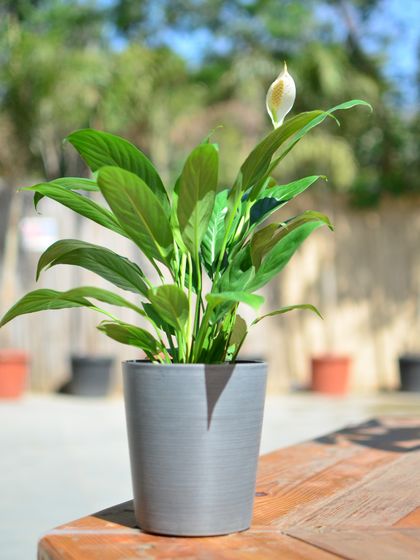 Breathe Easy: Air-Purifying Plants photo 4