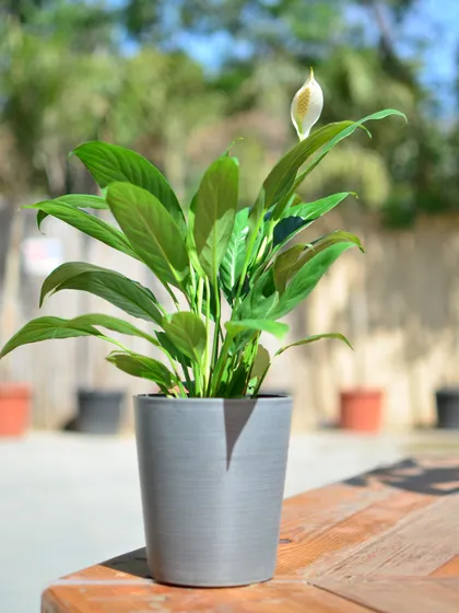Here is a Peace Lily with a new bloom emerging, shown in bright, natural light. It’s a rewarding plant to own, signaling its happiness with elegant white spathes.
