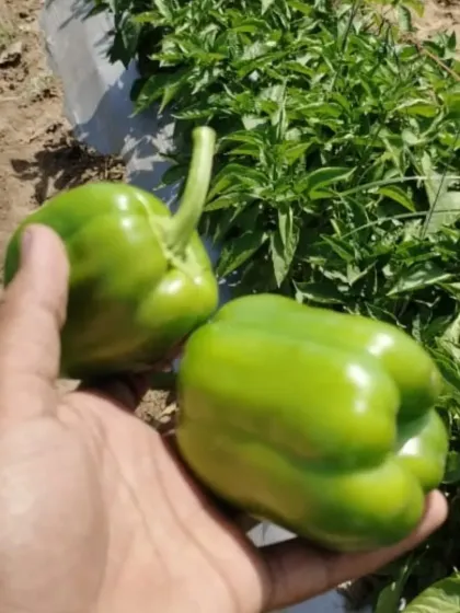 Holding two large, healthy bell peppers to show the quality and size we can help you achieve.