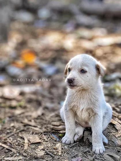 I found this little one on the street, and I just had to take a photo. Look at the innocence in those eyes. My work with streeties is my heart's work, showing the world that every animal, regardless of its home, has a beautiful story and deserves to be seen.
