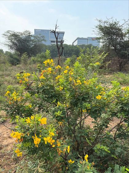 The Aanval (Senna auriculata) shrub in its natural habitat at one of our restoration sites, with the city's modern buildings in the distant background.