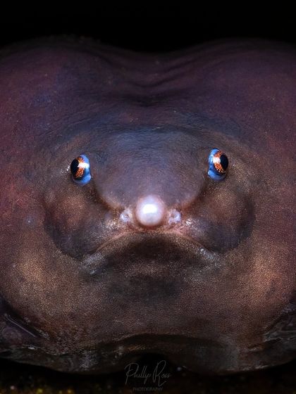 An extreme close up of the Purple Frog's face. Its tiny eyes seem to almost disappear into its skin, a feature of its subterranean life.