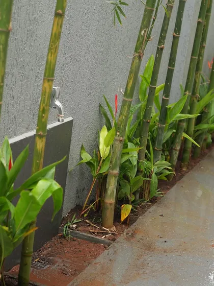 A row of bamboo is planted along a concrete wall, creating a natural, green screen that provides privacy and a distinct Zen garden feel. A simple tap is integrated for functionality.