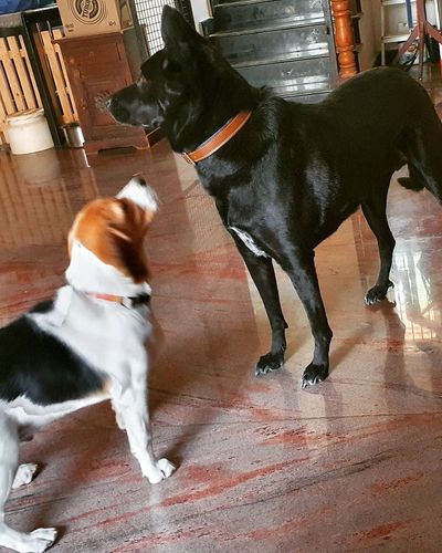 Canine Behavior Training