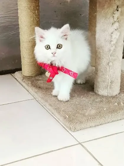 Evee posing by her scratching post. We provide all the essentials for a comfortable and happy stay.