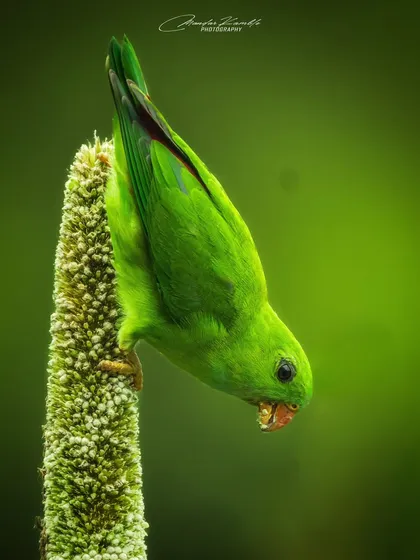 This Vernal Hanging Parrot is captured in a classic feeding pose, hanging upside down as it eats, which is characteristic of the species.
