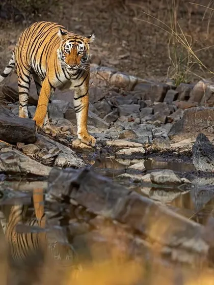 The 'forgotten princess' of Ranthambore at a waterhole during golden hour. The light, the reflection, and her cautious posture all combine to create a story in a single frame.