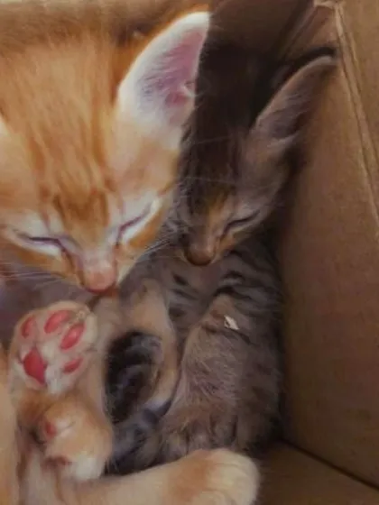 The two sisters, orange and grey, cuddling together in a box. They are a bonded pair and would love to be adopted together.