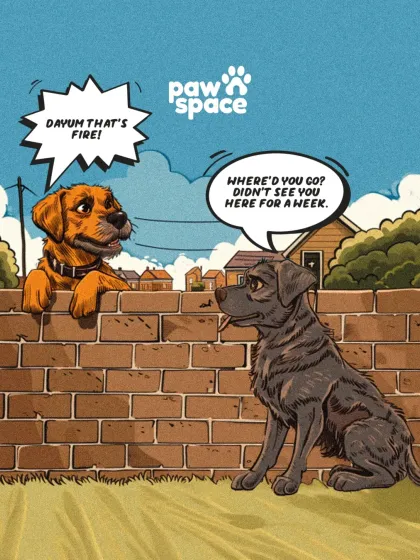 PawSpace - Pet Taxi & Relocation Adventures Ahead: Nationwide Pet Relocation photo 3