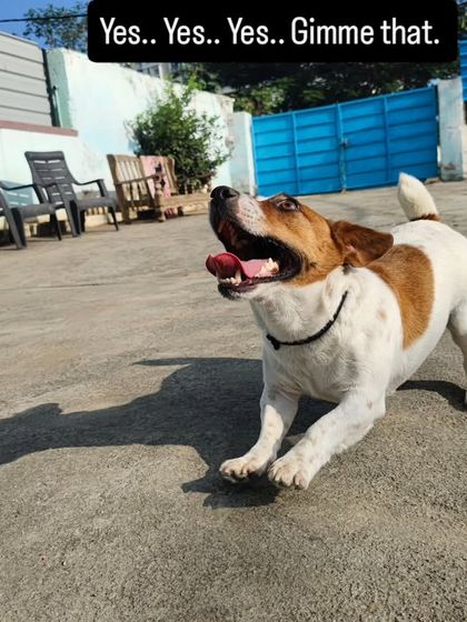 Yes.. Yes.. Yes.. Gimme that. This is Bingo the Jack Russell Terrier, ready to pounce.