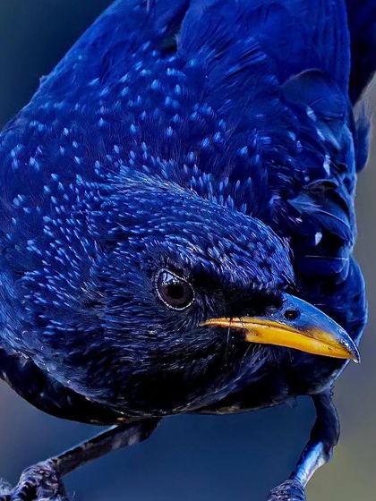 A Blue Whistling Thrush looks down, giving a great view of the light-blue speckles scattered across its deep blue back and head.