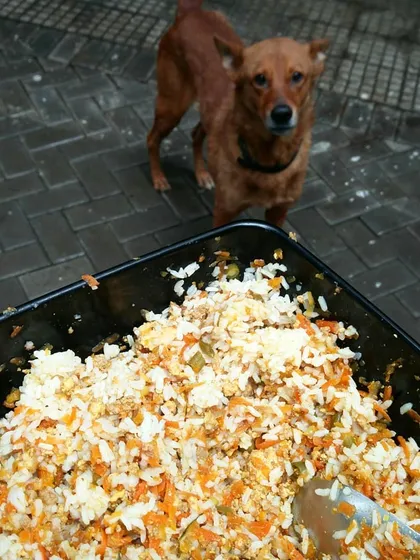 A small dog looks up from a big tray of food, waiting for his share. I always make sure there's enough for everyone.