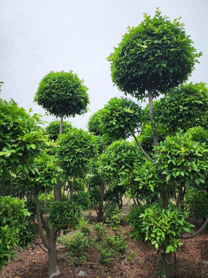 Delhi Gardner - Full-Service Landscaping Statement Trees & Sculpted Topiaries photo 4