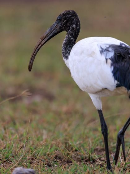 The African Sacred Ibis, a bird revered in ancient Egypt and linked to the god Thoth. Its striking black and white plumage and long, curved bill make it unmistakable.