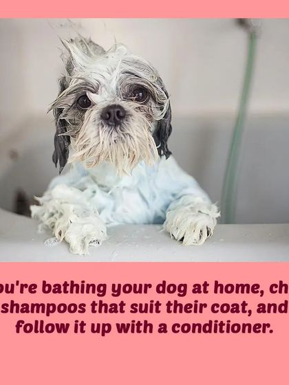 Tail It Easy - Mobile Pet Grooming Pet Parent Pro-Tips photo 15