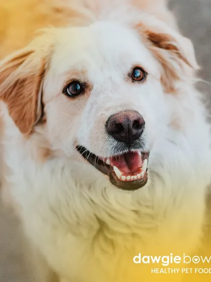 Pearly whites for life! A diet free from chemicals and by-products is essential for maintaining your pet's oral health and keeping their smile bright and healthy.