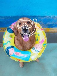 Pet Events & Parties