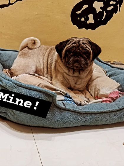 Mine! This pug has claimed his bed and is not willing to share.