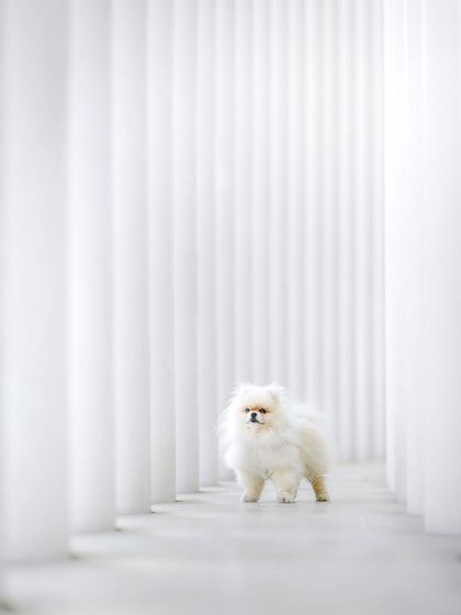 Rohit - Commercial Pet Product Photography Lifestyle Product Photography photo 7