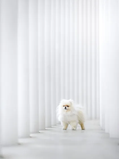 I stepped out of the studio for this urban pet photoshoot with the wonderful Bueno. The clean, white architectural lines create a stunning modern backdrop for this fluffy Pomeranian, showing that pet photography can be artistic and chic.
