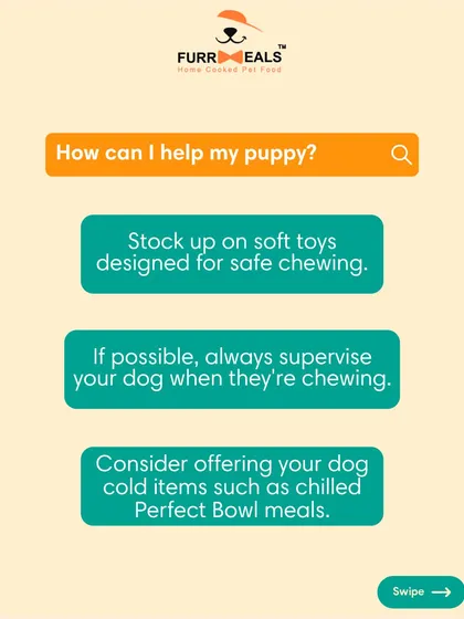 This extensive library of educational content covers everything a pet parent needs to know, from the benefits of turmeric and moringa to tips for hydration, sleep, dental health, and raising a new puppy.