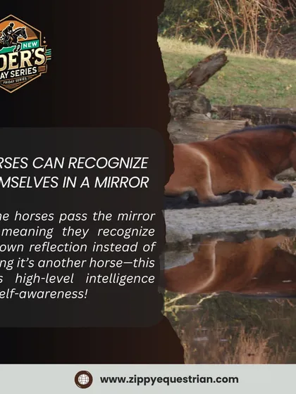 Did you know some horses can recognize themselves in a mirror? This high-level intelligence and self-awareness is just one of the many amazing things about these animals.