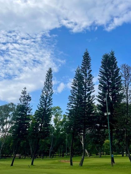 Tall, majestic trees stand guard over the course. Navigating natural obstacles like these is a key part of the strategic golf training I provide.