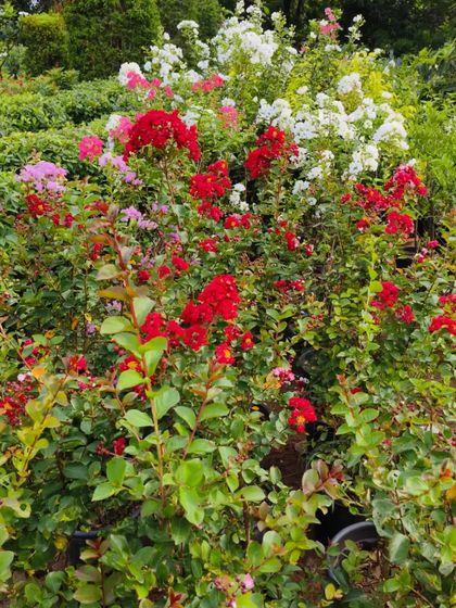 A beautiful mix of red, pink, and white Lagerstroemia (Crape Myrtle) flowers. These shrubs and trees provide spectacular summer colour.