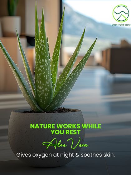 Nature works while you rest. Aloe Vera is an ideal bedroom plant as it releases oxygen at night. Its functional benefits are a core part of our plant selection strategy.