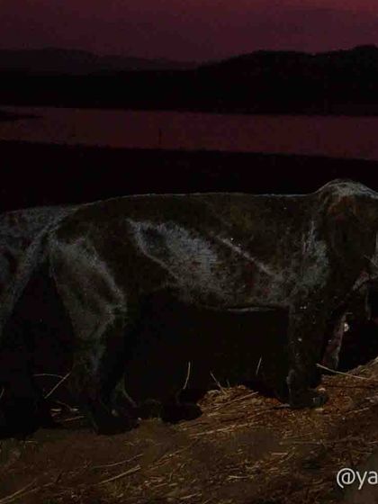 The "Ghost of the forest," a black panther, captured against a deep red twilight sky. Getting this elusive cat in ambient light is a challenge, as they mostly appear after dark.