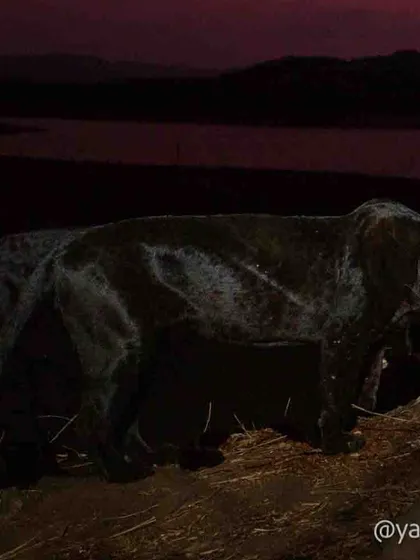 The "Ghost of the forest," a black panther, captured against a deep red twilight sky. Getting this elusive cat in ambient light is a challenge, as they mostly appear after dark.