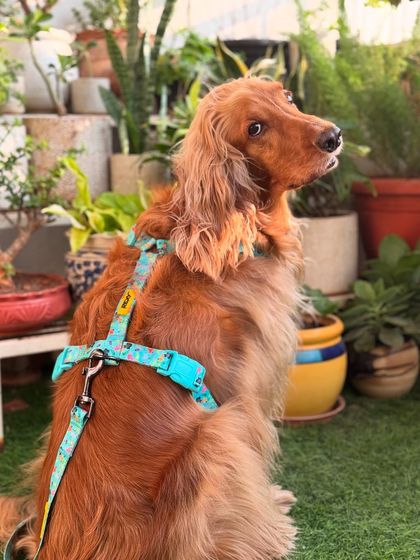 Posto looking alert and curious while modeling his new gear.