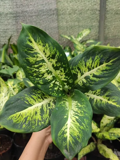 The Dieffenbachia, or Dumb Cane, features large leaves with beautiful patterns of green and cream. It's a great plant for filling up a bright corner.
