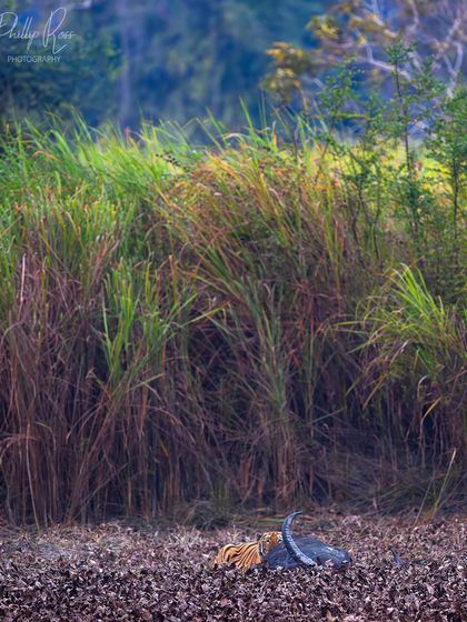A large male tiger feeds on a buffalo kill amidst the tall elephant grass of Kaziranga. This environmental shot tells a story of predator and prey in a unique habitat.