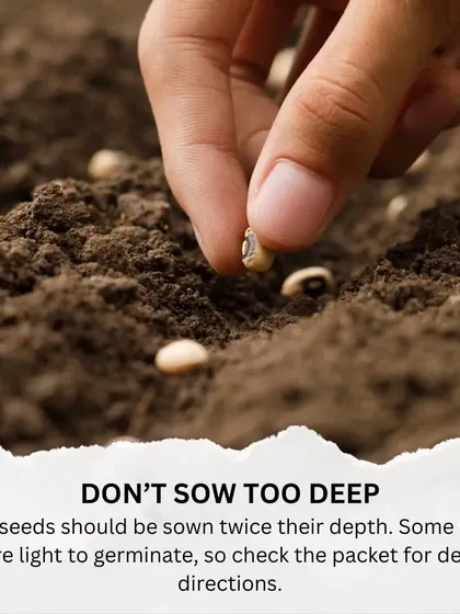 Tip 1: Don't sow your seeds too deep. A good rule of thumb is to plant a seed about twice its depth. Some tiny seeds even need light to germinate, so always check the packet.