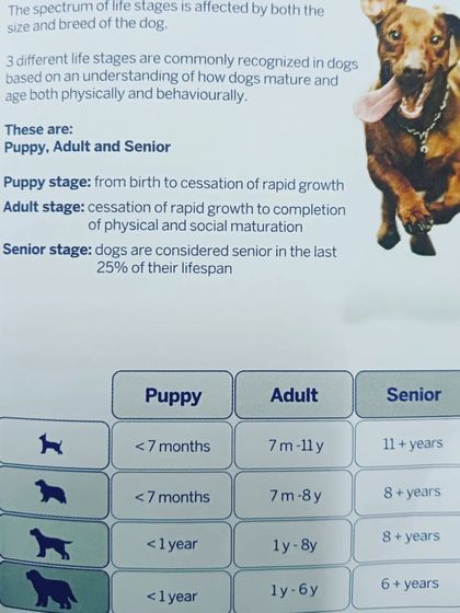 A dog's life stage affects their health needs. This chart breaks down the puppy, adult, and senior stages for different breed sizes, helping you provide age-appropriate care.