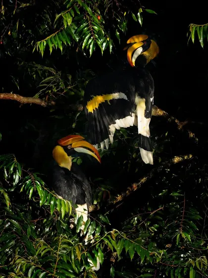 A pair of Great Hornbills roosting at night. The use of flash photography reveals their magnificent size and striking black, white, and yellow plumage.