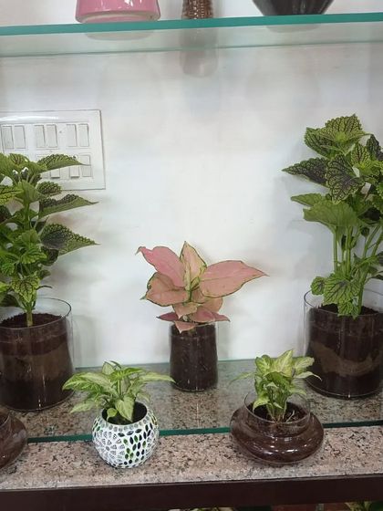 Indoor & Office Plants photo 17