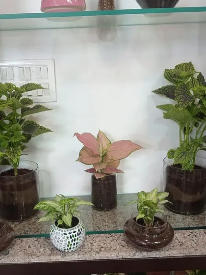 A collection of imported indoor plants, including Coleus and Aglaonema, in glass pots. These unique plants add an exotic touch to your decor.