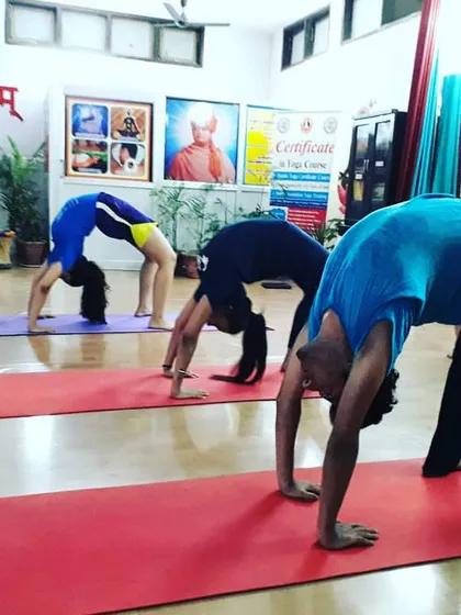Students practicing Chakrasana (Wheel Pose), a deep backbend that builds strength in the arms, legs, and spine. It is a powerful heart-opening posture.