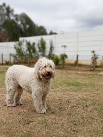 Play Pet Boarding - Pet Boarding All About the Love & Cuddles photo 13