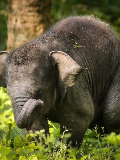 Even in low light and mist, the playful nature of a young elephant shines through. I captured this calf in Kabini at a high ISO, freezing a moment of pure, innocent joy.