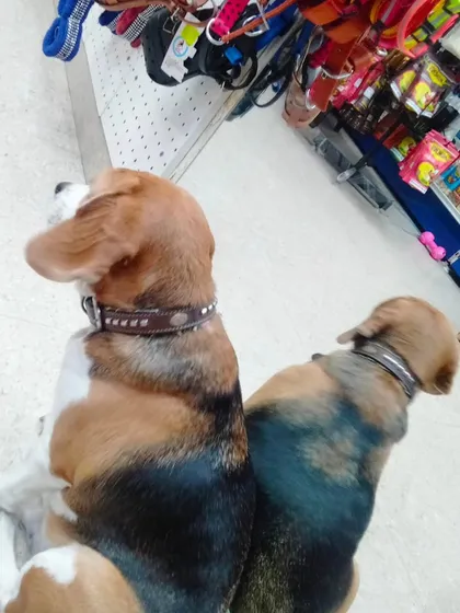 Two Beagles sitting side by side, patiently waiting. They make great shopping companions.